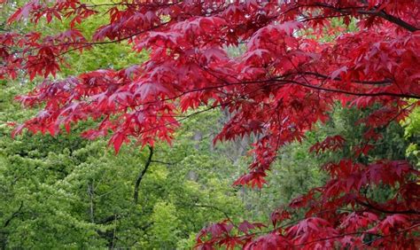 MrMaple (Nichols Nursery)